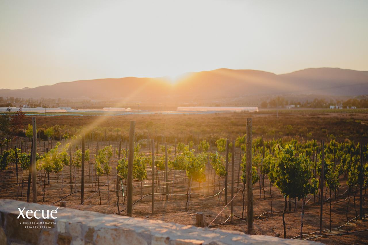 Отель Vinos Xecue Энсенада Экстерьер фото
